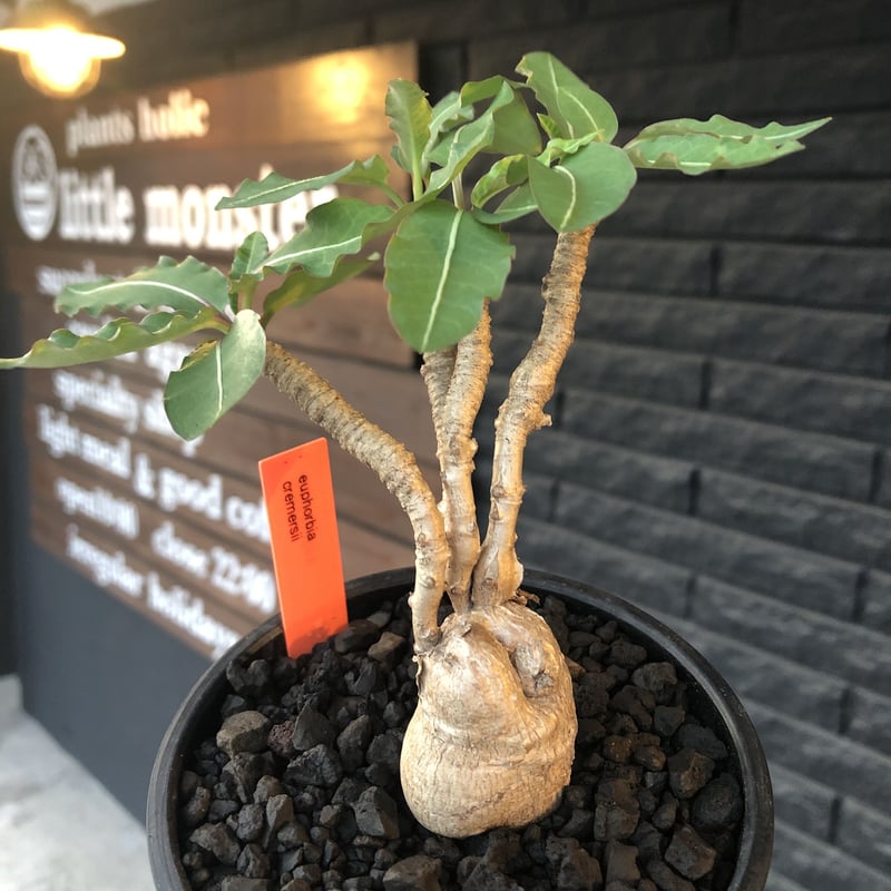珍品 ユーフォルビア クレメルシー isla del pescado - Euphorbia cremersii-ユーフォルビア