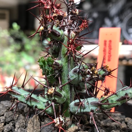 euphorbia aeruginosa《M size》※現地球株発根済※枝振り良く稀なほど整った出立ちバランスでキモカワナな渾身の一株‼︎※black bowl pot植え