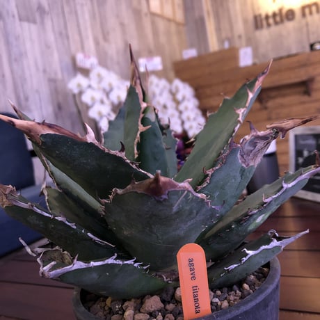 agave    titanota《L size》