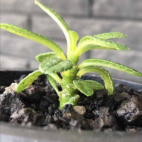 希少‼︎ dorstenia gigas《S size》littmon  seed🌱（実生株）※今季成長&枝振りに期待できる将来有望人気者ギガス※mad black pot植え