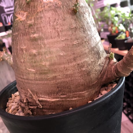 packypodium   saundersii（L  size）※現地球発根済み株‼︎  ※ぼってり樹形の年代物サンデルシー‼︎※限定１株