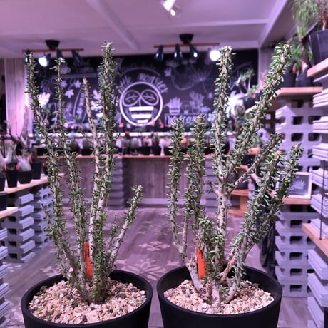 【現品】ケラリア・ナマクエンシス　6号　X64番 楽天市場】☆【現品・現物】ケラリア・ナマクエンシス 6号 X64番