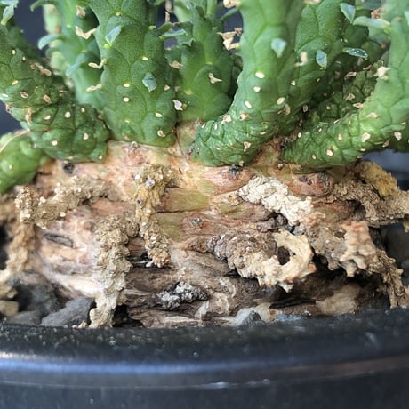 euphorbia gorgonis《L size》※現地球発根後店主国内管理3年株※人気🐙タコもの‼︎美多肉質葉&木質wild塊根の二面性が魅力※mad  black  pot植え