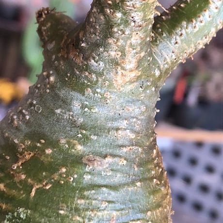 pachypodium gracilius《小さめM size》希少‼︎green肌※現地球発根後店主国内管理3年株※greenとyellowのcontrastが◎※mad black pot植え