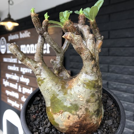 pachypodium gracilius《小さめL size》※現地球発根後店主国内管理3年株※極balance樹形&半端なき躍動する枝振りが堪らない※mad black bowl pot植え