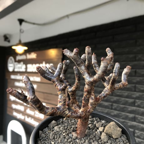 pelargonium  mirabile《大きめM size》※現地球店主国内管理4年株※愛おしく堪らない冬型の人気者‼︎極weight低き良枝振り樹形※mad black pot植え