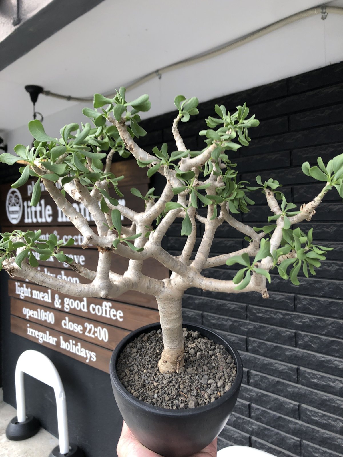 othonna furcata《XL size》大株最高樹形※現地球発根後店主国内管理年