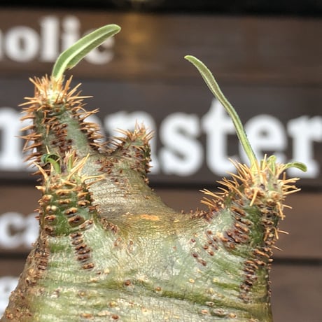 pachypodium gracilius《大きめS size》希少‼︎green肌※現地球発根済株※店主国内管理2年株※weight低き捻くれぼってり樹形が堪らない※mad black pot植え