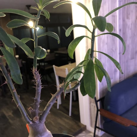 packypodium   bispinosum《M size》