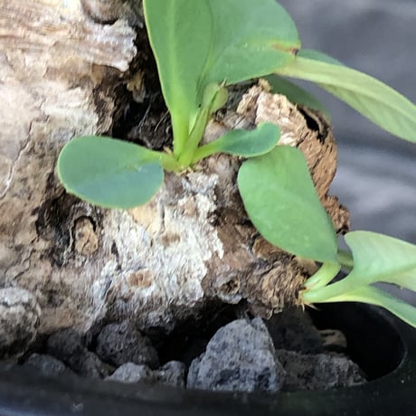 euphorbia  itremensis 《M size》※現地球発根後店主国内管理3年株※まん丸塊根で可愛くボコボコと変形しながら枝作りし変化も楽しめる一株※mad black pot植え