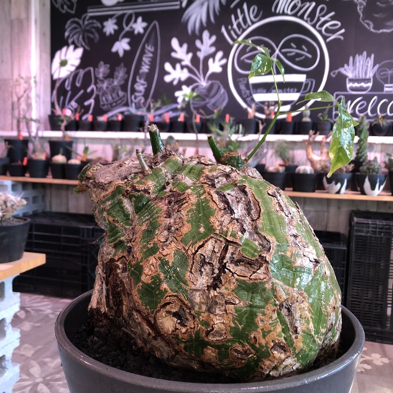 ボンバックス 塊根 大株 楽天市場】☆【現品】ボンバックス（プセウドボンバックス