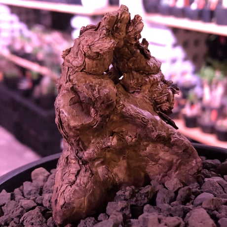pelargonium triste《L size》※現地球発根済株※店主国内管理3年株※大変朽くした大きなぼってり樹形の選抜激オススメ株‼︎※mad black bowl pot植え