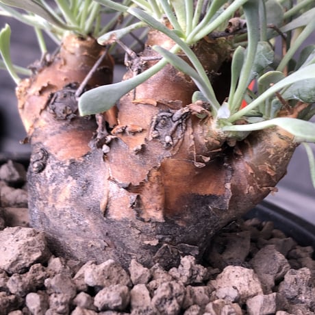 othonna  euphorbioides《M size》※現地球発根後店主国内管理3年株※株元は太く綺麗目肌の持ち主‼︎※mad black pot植え