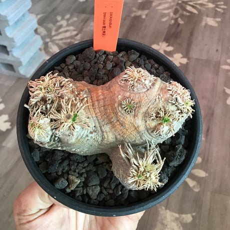 packypodium  brevicaule  恵比寿笑い《大きめS  size》※1箇所だけ離れ小島を持つ特化した樹形が堪らなく可愛い一株※mad black pot植え