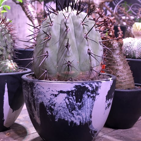 copiapoa   cinerea  黒王丸《M size》発根済み株  ※国内9年株  bowl  marble  pot植え