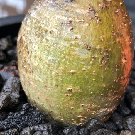 pachypodium gracilius《S size》希少green肌&まん丸球体株※現地球発根後店主国内管理1年株※まん丸且つ極めて短枝のかわいすぎる一株※mad black pot植え