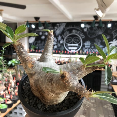 pachypodium enigmaticum《L size》※現地球株発根済※ワイルドな極太枝を持ち良樹形バランスの美しい一株‼︎（white肌）※black bowl pot植え