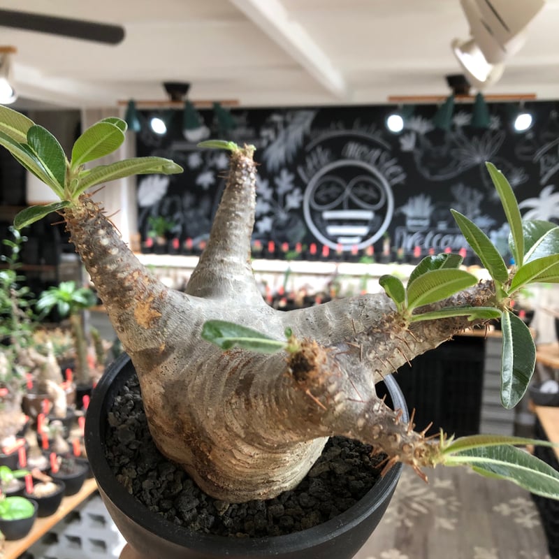 pachypodium enigmaticum《L size》※現地球株発根済※ワイルドな極太