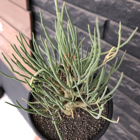 othonna protecta littmon seed🌱《大きめM size》※大切に育て、すくすく育ってくれた大変美しい一株※mad black bowl pot植え