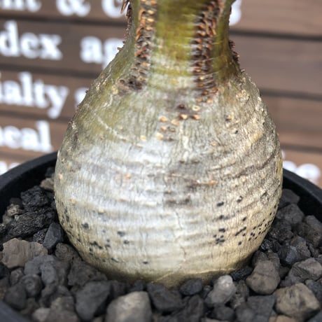 pachypodium  gracilius《大きめS size》まん丸ぼってり樹形※現地球発根済株※店主国内管理2年株※可愛すぎるまん丸樹形＆表皮美肌が堪らない※mad black pot植え