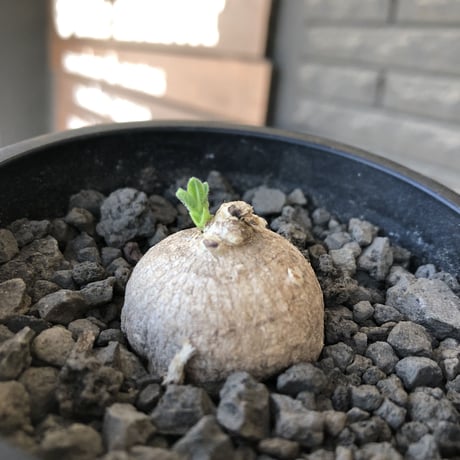 pentagonanthus grandiflorus ssp.glabrescens《S size 》※現地球発根後店主国内管理2年株※激希少種‼︎可愛すぎるサイズ※mad black pot植え