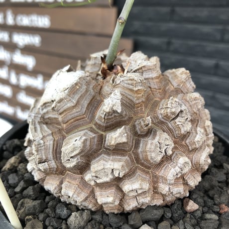 dioscorea elephantipes アフリカ亀甲竜《大きめL size》※今後輸入が厳しい南アフリカ物‼︎現地球らしい彫深き立体樹形に最高球体美樹形※mad black bowl pot植え
