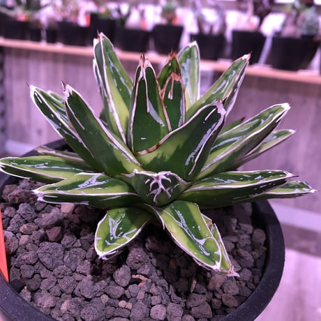 agave   victoria-ieginae  f.varieg. kizan《M  size》子吹き２つ   mad  black  pot植え