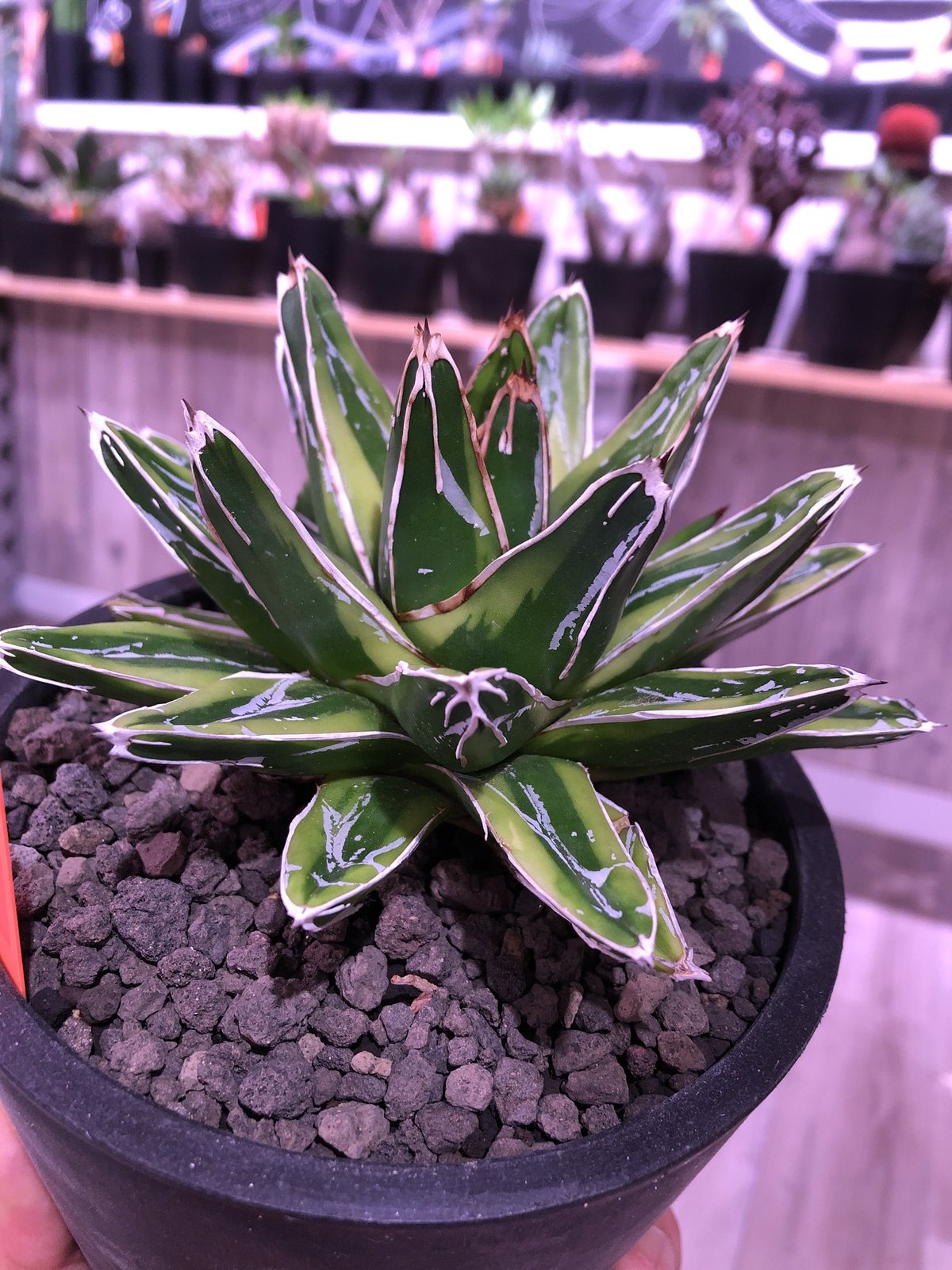 Arizona Ambition アリゾナアンビション チタノタtitanota