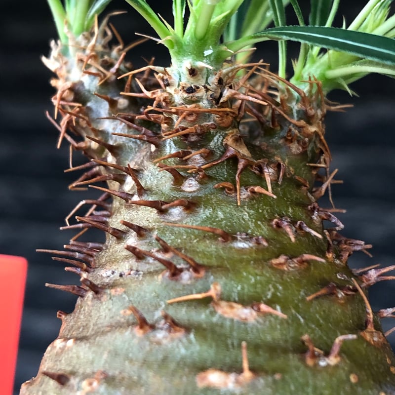 pachypodium gracilius《大きめS size》※現地球株発根済※可愛さだけで