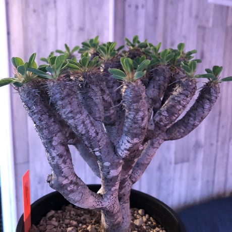 euphorbia    guillauminiana《L  size》明るいライトシルバー肌のbalance良き美株‼︎