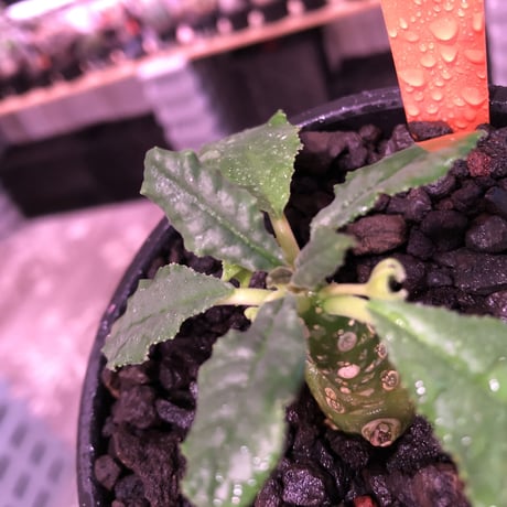 dorstenia   lavrani《S size》※成長遅い分小柄でも株元から分岐した良き樹形な希少ラブラニー‼︎※mad  black  bowl pot植え