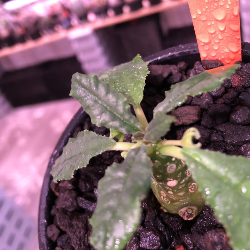 dorstenia lavrani《S size》※成長遅い分小柄でも株元から分岐 dorstenia lavrani《S size》※成長遅い分小柄でも株元から分岐