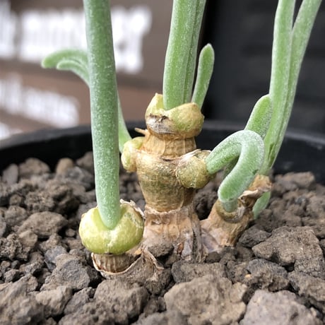 monilaria  pisiformis《大きめS size》※現地球発根後店主国内管理3年株※モニラリア属（激希少最上位種）冬型caudex※mad black pot植え
