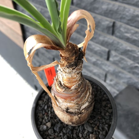 boophane   disticha  《M size》black肌※手乗りsizeな良き樹形なblack肌カラーが魅力※mad black pot植え