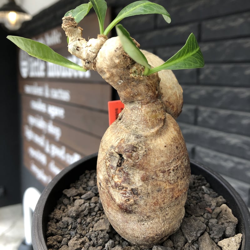 euphorbia subapoda《LL size》※現地球株発根済※中々見かけない 