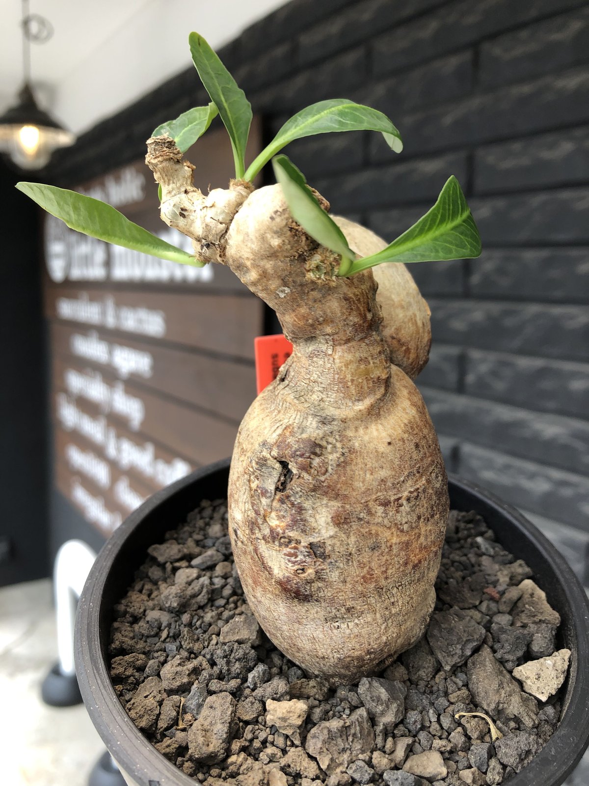 ユーフォルビア　スパポーダ　現地球 発根株　（鉢付き) euphorbia subapoda《LL size》※現地球株発根済※中々見かけないほどbi