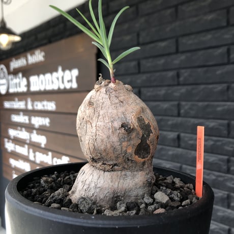 euphorbia trichadenia《LL size》※現地球株発根済※驚愕‼︎極めて荒々しくwildならしからぬ出立ちが堪らない両A面な大株※mad black bowl pot植え