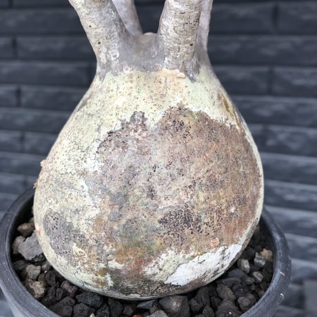 pachypodium  gracilius《小さめL size》最高balance株※現地球発根後店主国内管理4年株※極balance良くズバ抜けたカラーの持ち主※mad black pot植え