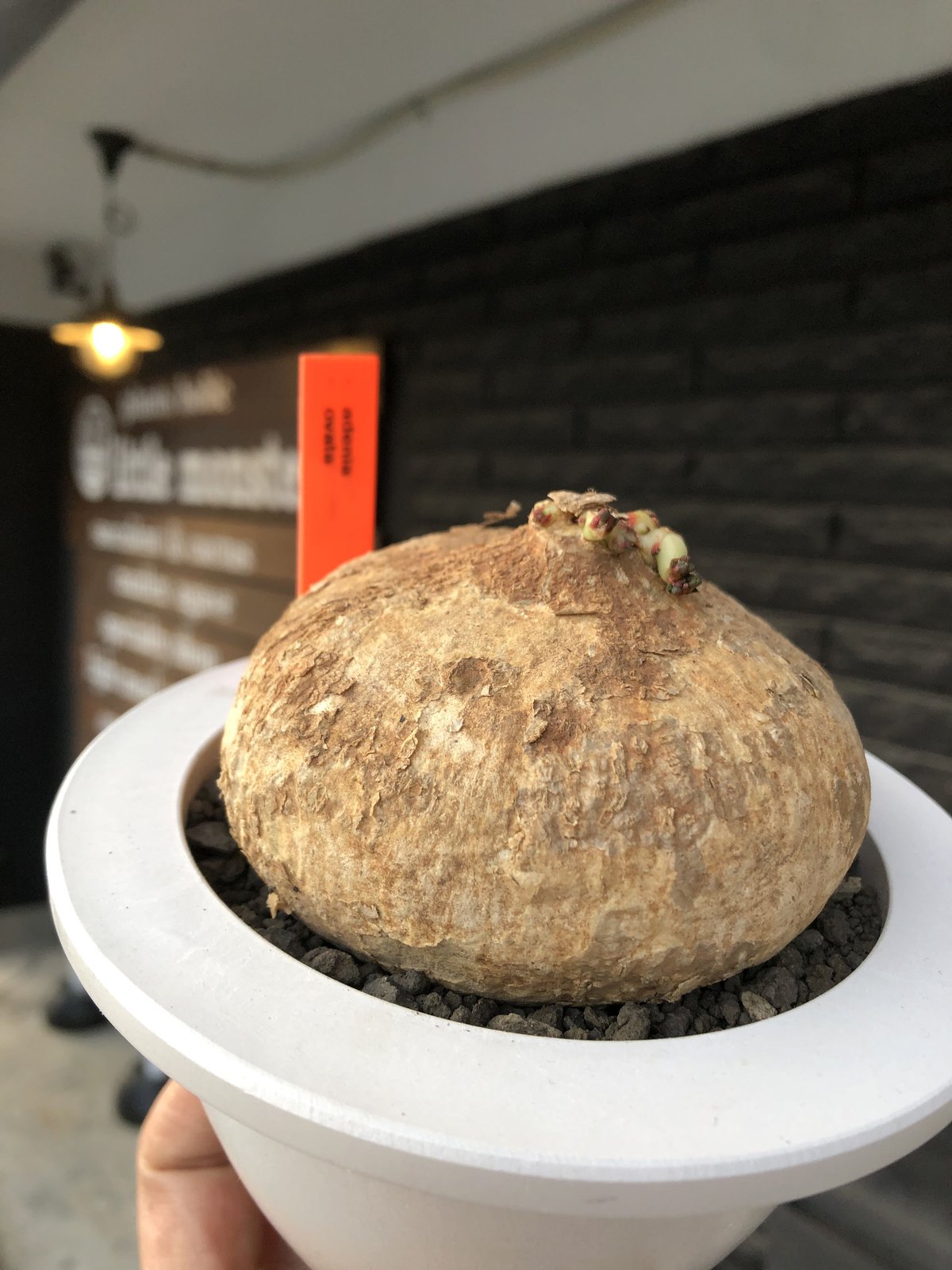 adenia ovata《L L size》激希少種大株※現地球発根後店主国内管理7年株 