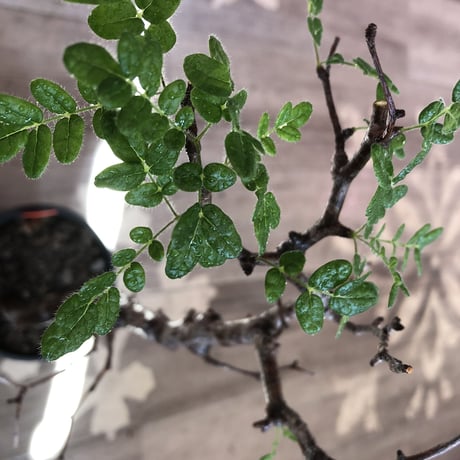 commiphora   monstrosa《 M  size》※現地球発根済株※店主国内管理3年株※weight低く枝振りも抜群な良樹形モンスト‼︎※mad black pot植え