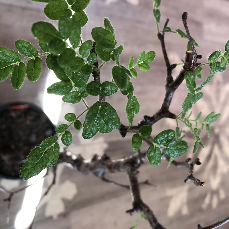 commiphora monstrosa《 M size》※現地球発根済株※店主国内管理