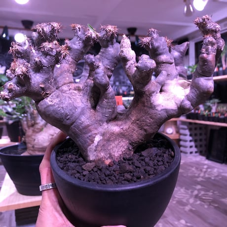 packypodium brevicalyx《L  size》※発根済み株 ※ interior性&鑑賞価値抜群の芸術的驚愕monster株‼︎　※mad  black bowl pot植え