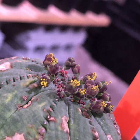 euphorbia  obesa《大きめM  size》※現地球発根済株※ちょうど良きサイズ感&一部木質化した味深きwildオベサ※mad black bowl pot植え