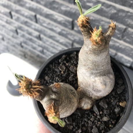 pachypodium gracilius《小さめM size》w-he'd株※現地球発根後店主国内管理4年株※丸みも強く愛くるしさ満点の良balance株※mad black pot植え
