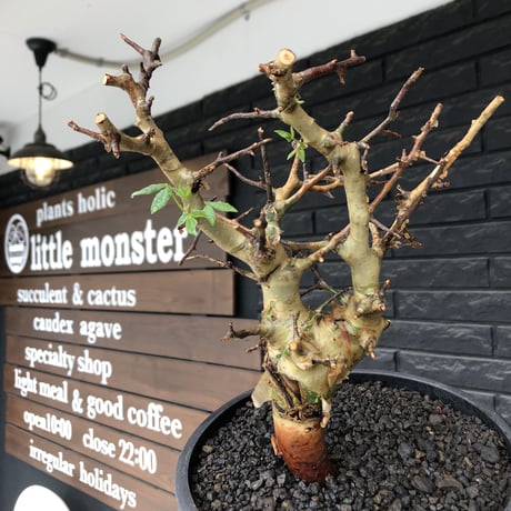 commiphora  africana《L size》※現地球発根後店主国内管理4年株※美しさ&成熟感二面性感じるweight低き良樹形株※mad black bowl pot植え