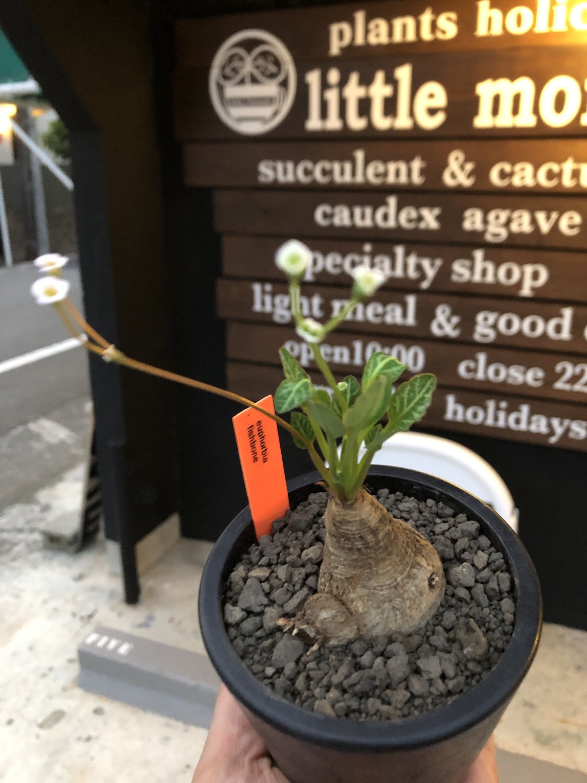 euphorbia fishbone《小さめ M size》※現地球株発根済※激希少‼︎今や