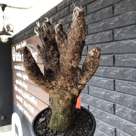 xerophyta  trichophylla《S size》※現地球発根後店主国内管理2年株※驚愕強靭株※枝振り良くweight低く堪らなくかわいい小振りサイズ※mad black pot植え