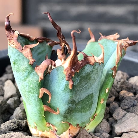 agave titanota  白鯨陽炎type《S size》※現地球株発根済 ⑤※唸り良き鋸歯に幅広肉厚タイプ※black pot植え