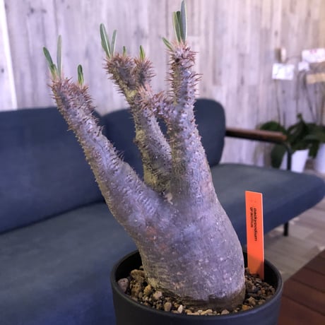 packypodium  gracilius（S size）発根済み株‼︎