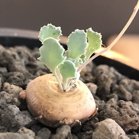 othonna  cacalioides《大きめS size》激希少‼︎現地球発根後店主国内管理6年株※主に実生株の流通の中、大変レアな一株※mad black pot植え